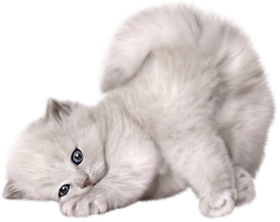Large Png Cute Cat Picture - Cute Cat Png,Cute Cat Png